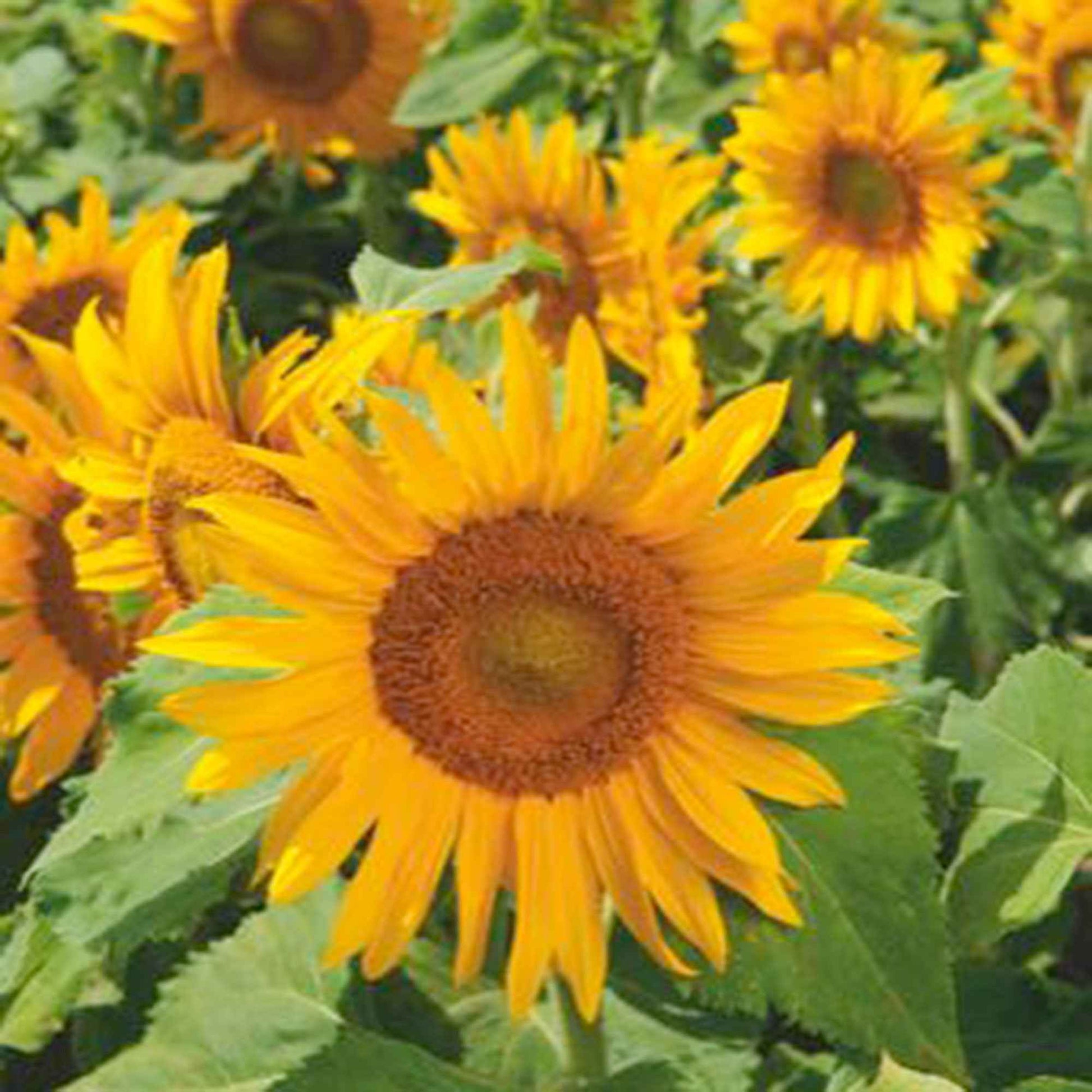 Sonnenblume Helianthus 'Irish Eyes' gelb 3 m² - Blumensamen - Blumensaat