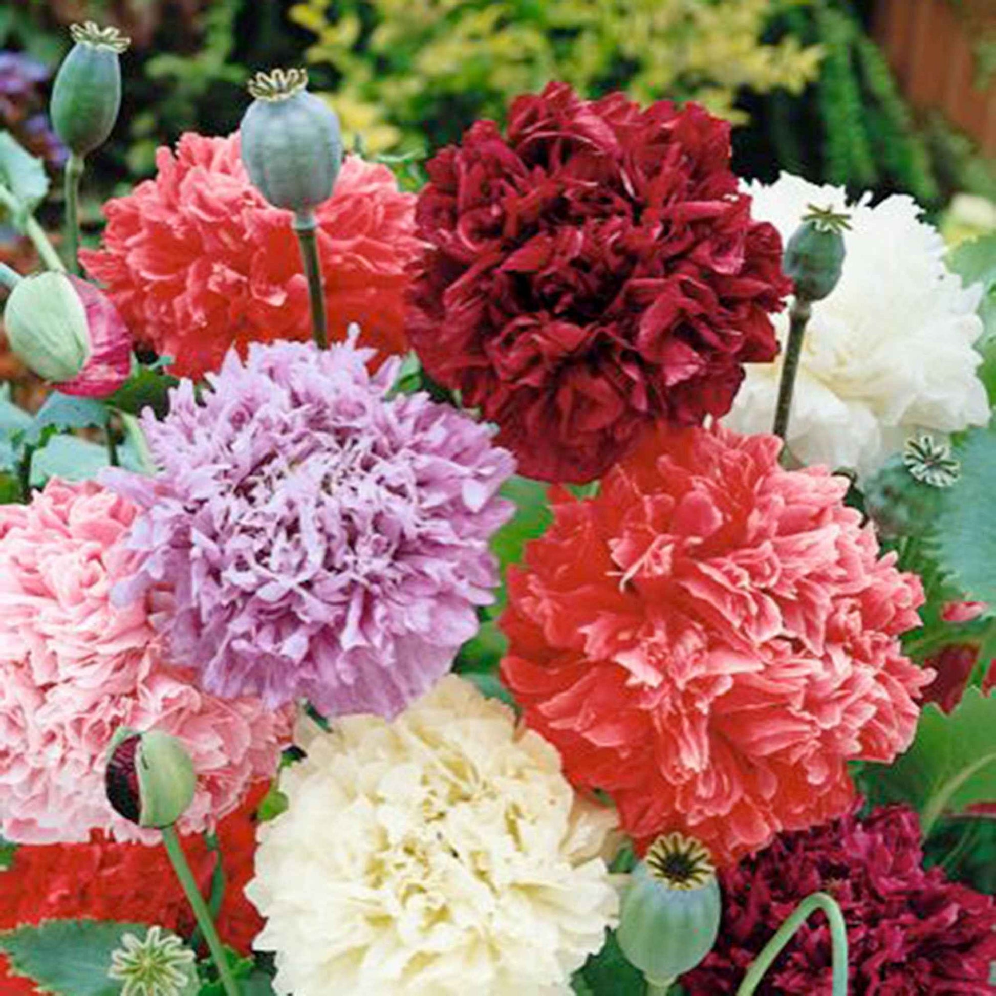 Mohn paeoniflorum rot-lila-rosa 1 m² - Blumensamen - Blumensaat
