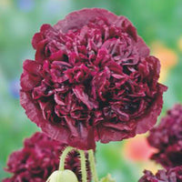 Mohn 'Black Paeony' lila 1 m² - Blumensamen - Saatgut