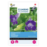 Klettergloxinie Asarina scandens lila 1 m² - Blumensamen - Gemüsegarten