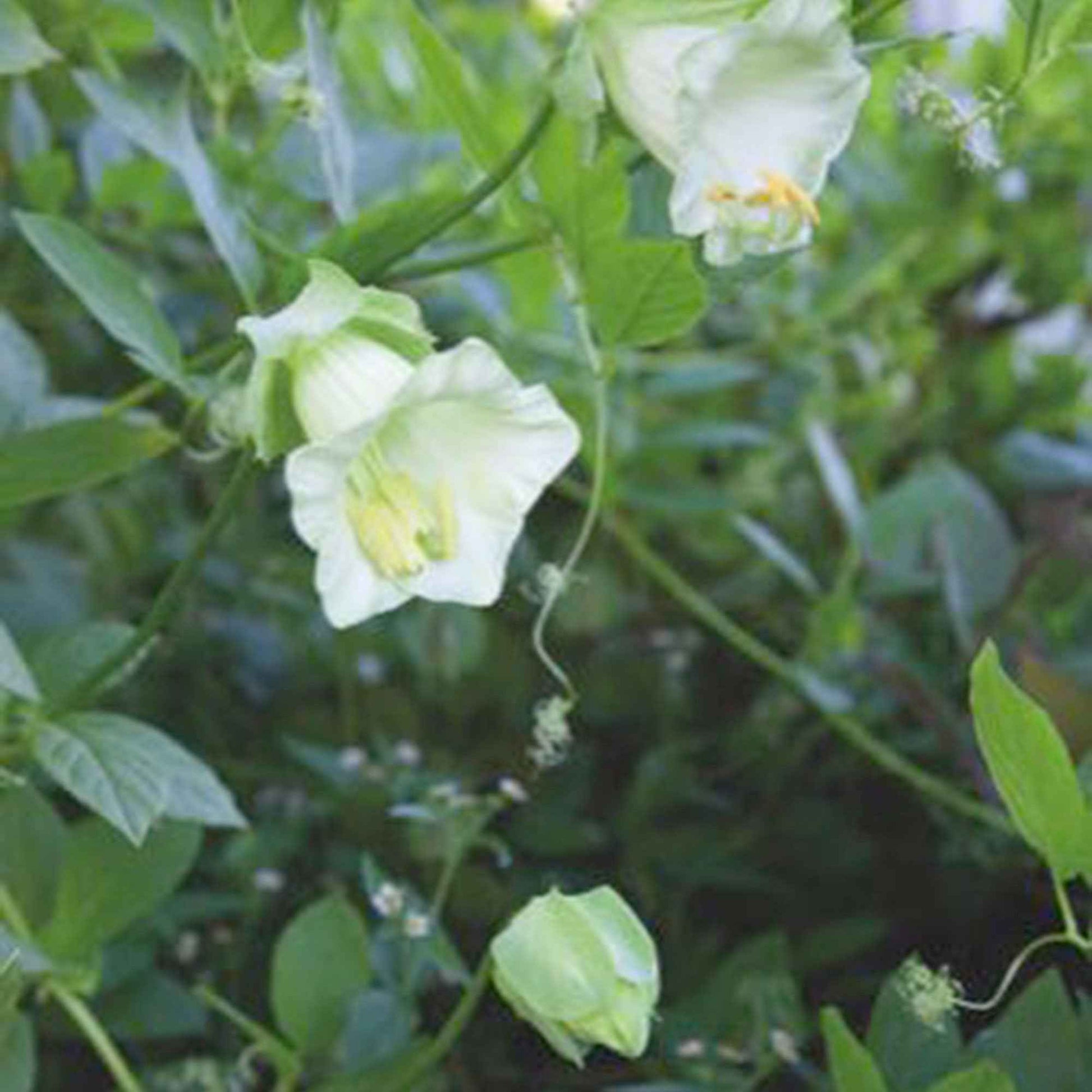 Glockenrebe Cobaea 'Alba' weiβ 10 m² - Blumensamen - Gartenpflanzen