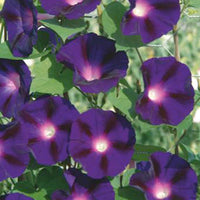 Prunkwinde Ipomoea 'Knowlians Black' lila 10 m² - Blumensamen - Blumensaat