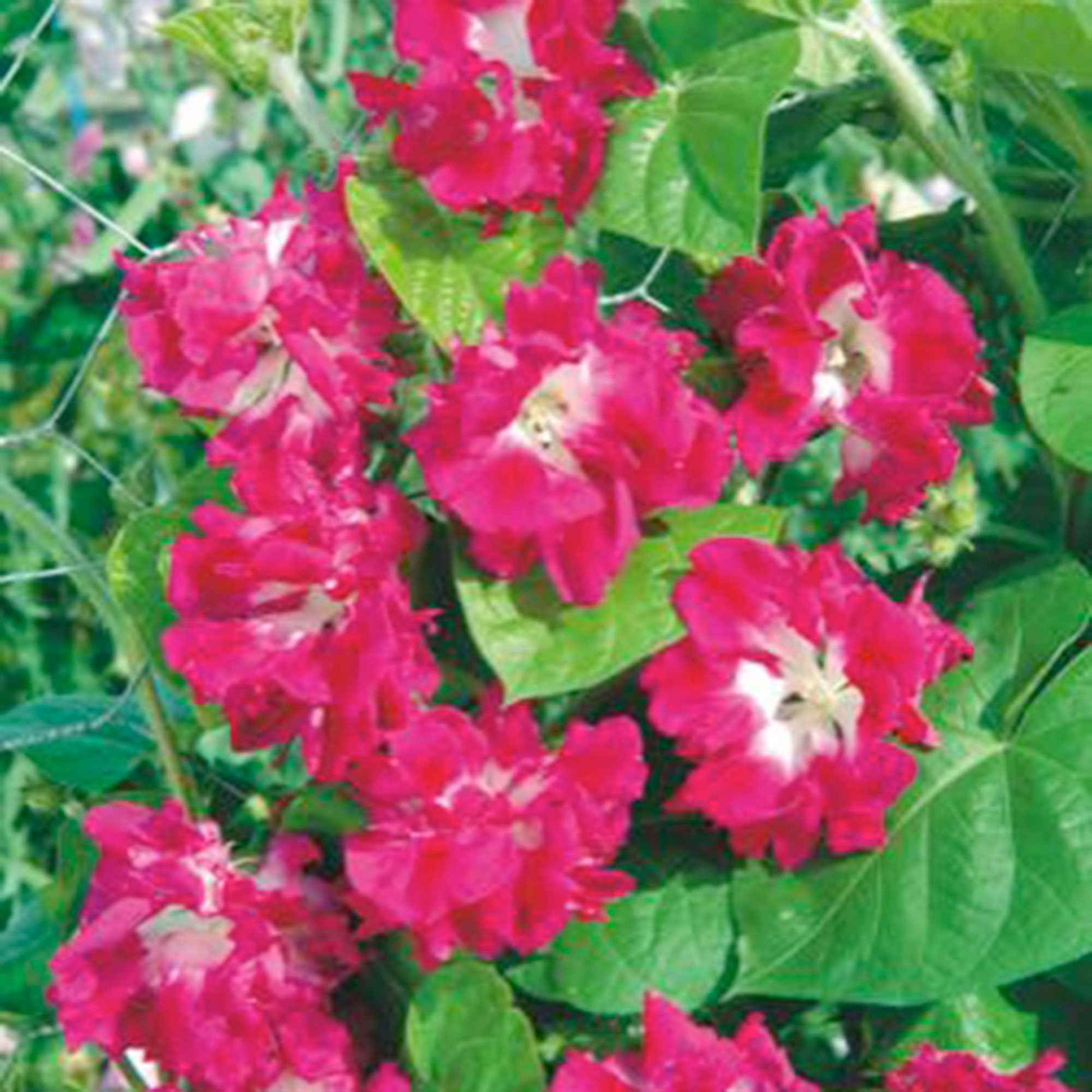 Prunkwinde Ipomoea tricolor rosa 10 m² - Blumensamen - Blumensaat