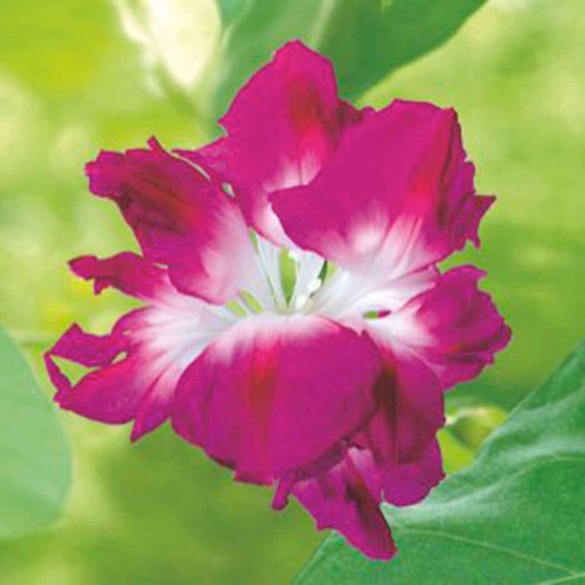 Prunkwinde Ipomoea tricolor rosa 10 m² - Blumensamen - Gartenpflanzen