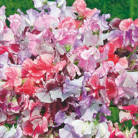 Duft-Wicke Lathyrus 'Unwin' rosa 2 m² - Blumensamen - Saatgut