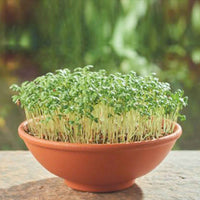 Gartenkresse Lepidium sativum - Biologisch - Kräutersamen - Anzuchtsets