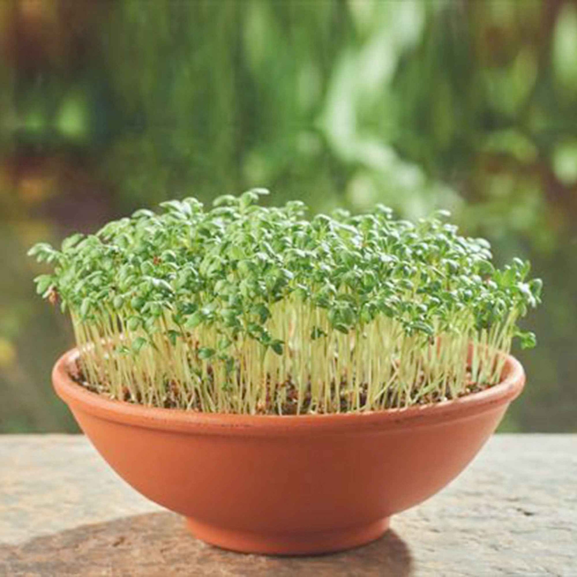 Gartenkresse Lepidium sativum - Biologisch - Kräutersamen - Anzuchtsets