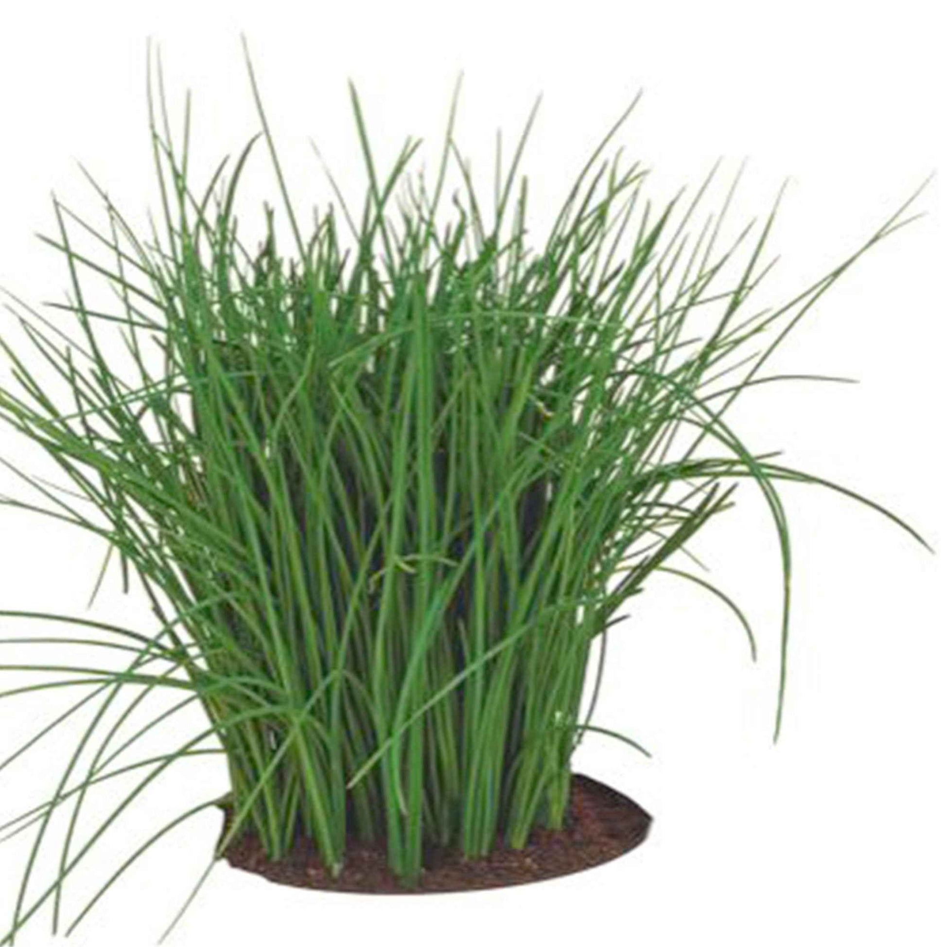 Schnittlauch Allium 'Prager' - Biologisch 4 m² - Kräutersamen - Kräuter