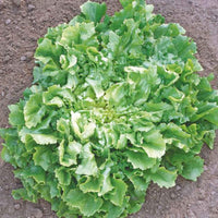 Endivie Cichorium endivia - Biologisch 25 m² - Gemüsesamen - Bio-Gartenpflanzen