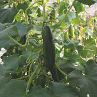 Gurke Cucumis 'Picolino' - Biologisch F1 - 2 m² - Gemüsesamen - Bio-Gemüse