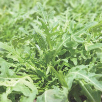 Wilder Rucola Eruca sativa - Biologisch 10 m² - Kräutersamen - Gemüsesaat