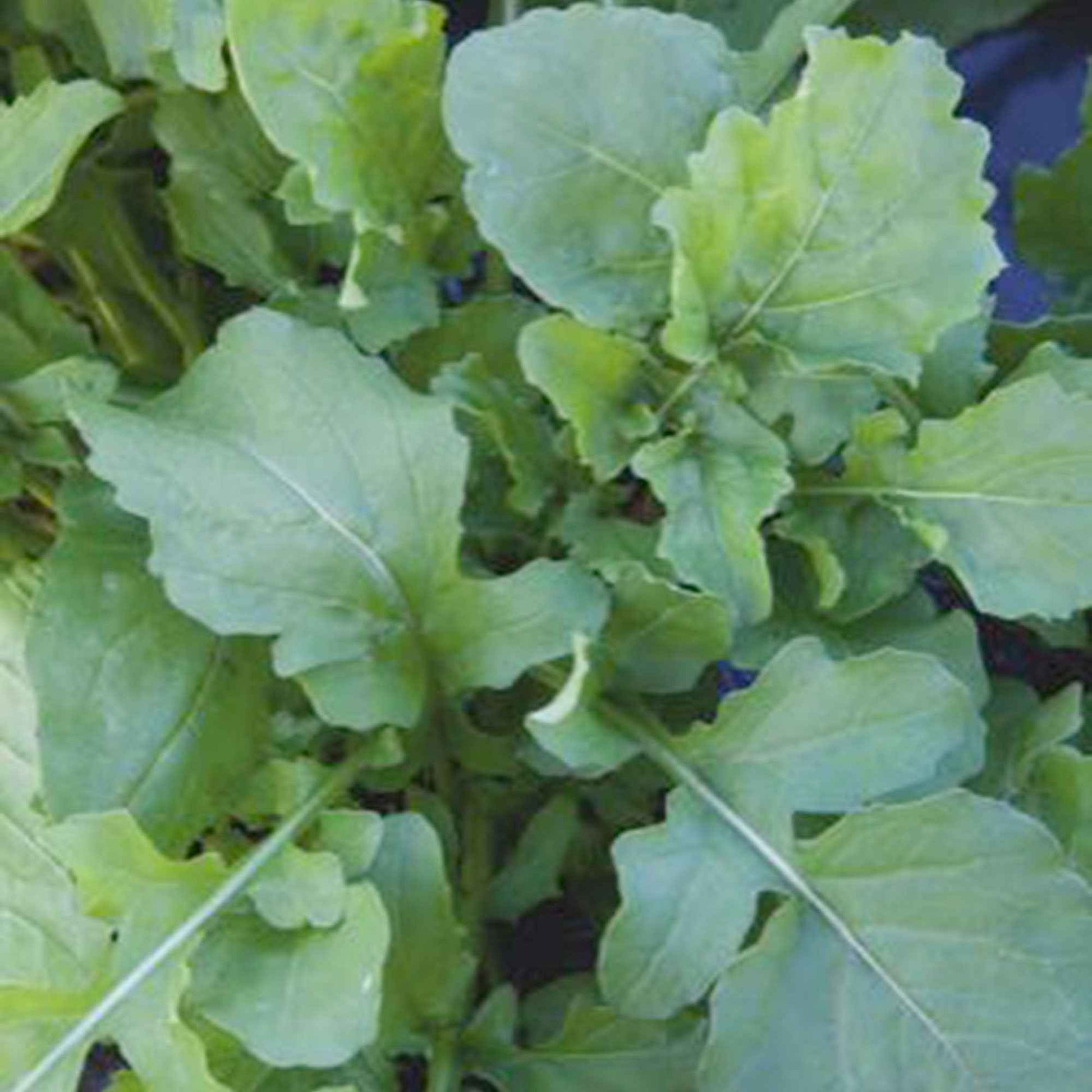 Rucolasalat Eruca sativa - Biologisch 7 m² - Kräutersamen - Gemüsesaat