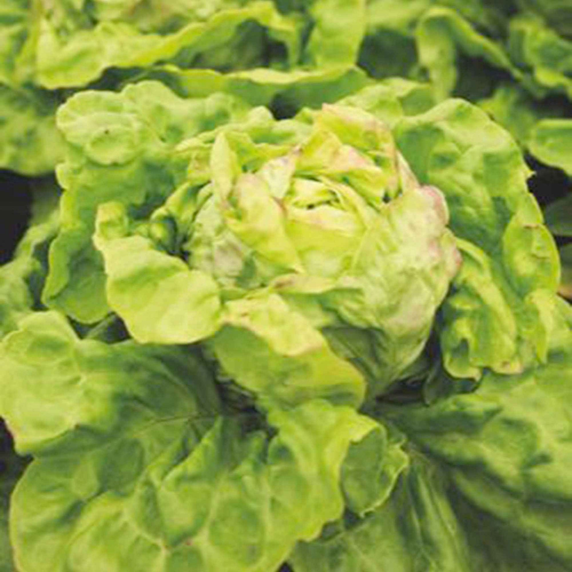 Salat Lactuca 'Meikoningin' - Biologisch 30 m² - Gemüsesamen - Bio-Gemüse