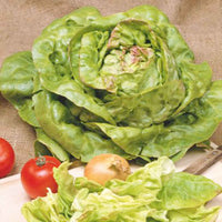 Salat Lactuca 'Meikoningin' - Biologisch 30 m² - Gemüsesamen - Bio-Gartenpflanzen