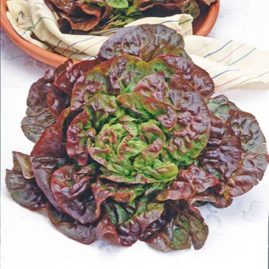 Salat Lactuca 'Wonder van Vier Jaargetijden' - Biologisch 35 m² - Gemüsesamen - Bio-Gartenpflanzen