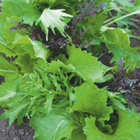 Mesclun Brassica chinennis - Biologisch 3 m² - Gemüsesamen - Anzuchtsets