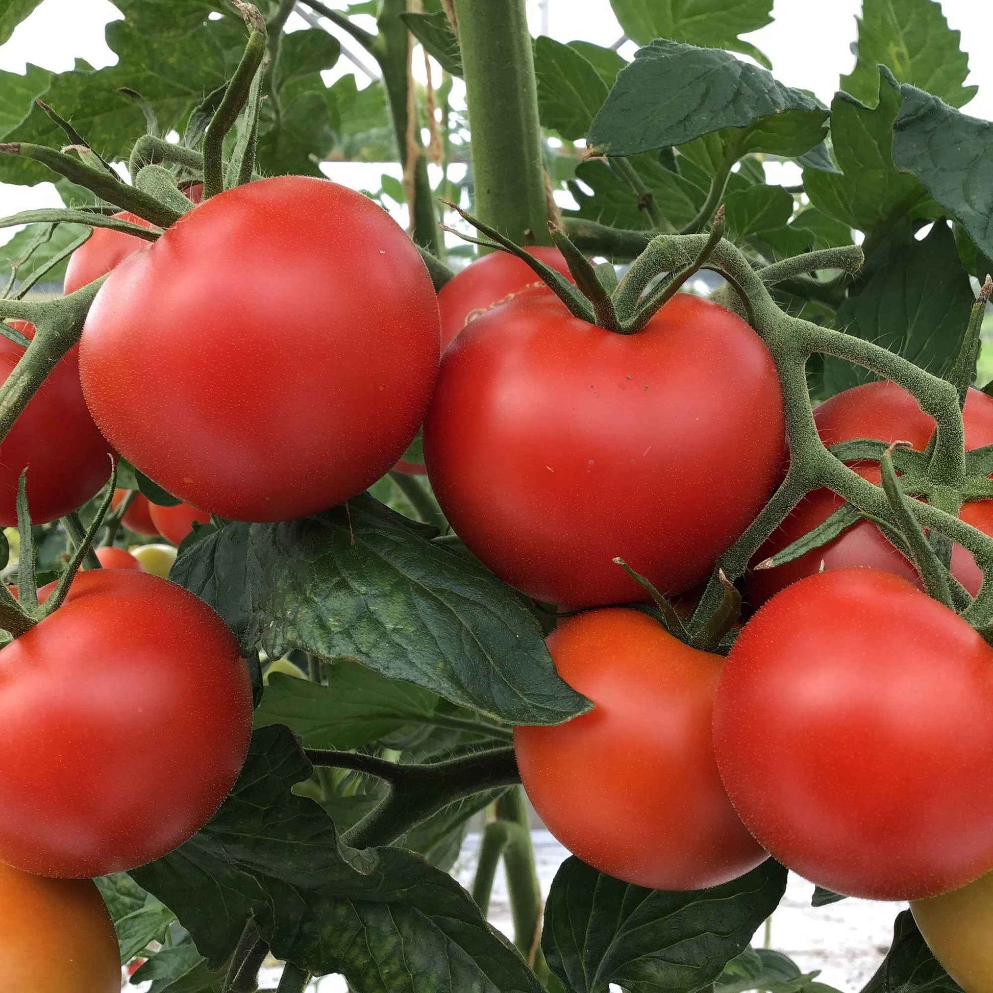 Tomate Solanum 'Matina' - Biologisch 10 m² - Gemüsesamen - Bio-Gartenpflanzen