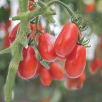 Tomate Solanum 'Shirley' - Bio 10 m² - Gemüsesamen - Bio-Gartenpflanzen