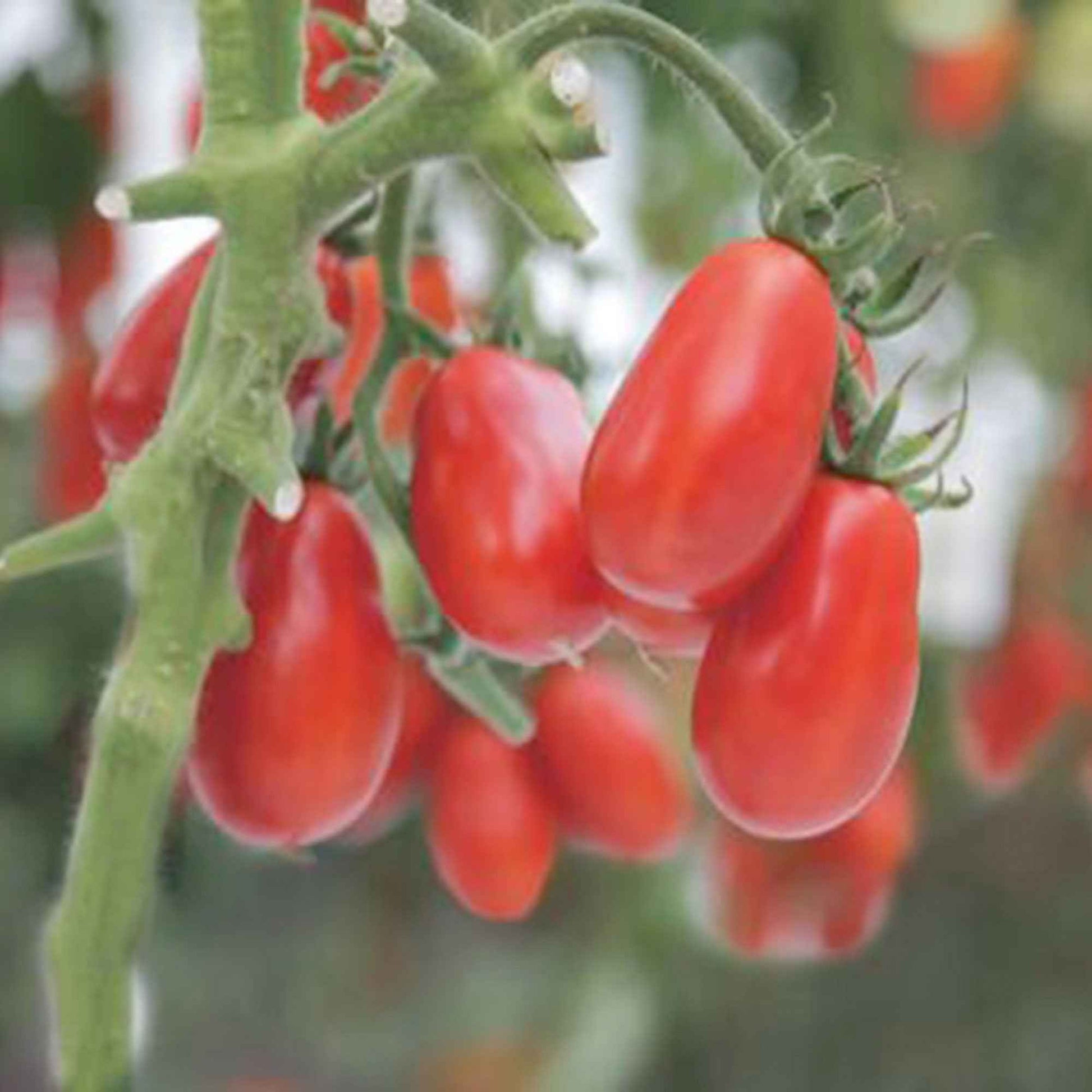 Tomate Solanum 'Shirley' - Bio 10 m² - Gemüsesamen - Bio-Gartenpflanzen