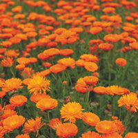 Marigold Calendula 'Ball' - Biologisch orange 3 m² - Blumensamen - Blumensaat