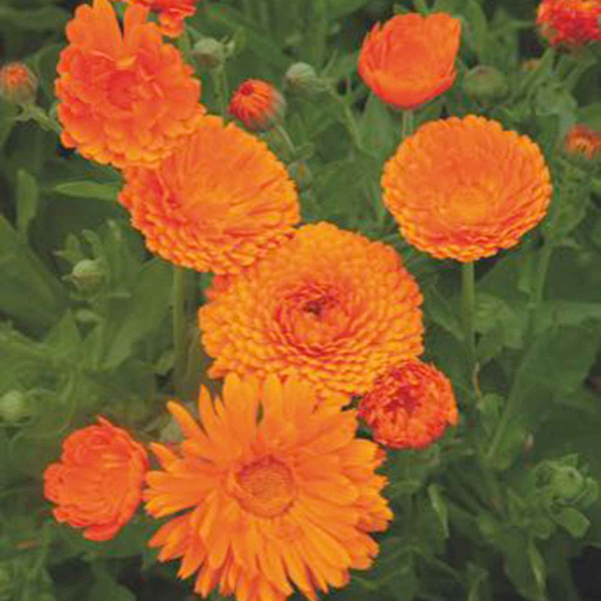 Marigold Calendula 'Ball' - Biologisch orange 3 m² - Blumensamen - Gemüsegarten