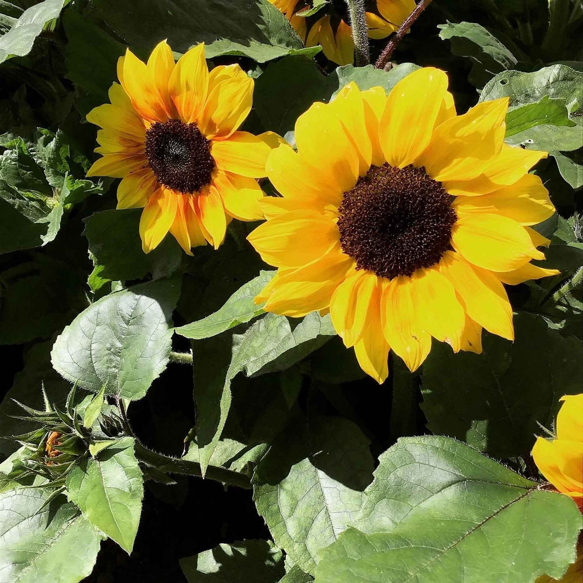 Sonnenblume Helianthus 'Zohar F1' - Biologisch gelb 3 m² - Blumensamen - Blumensaat