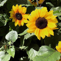 Sonnenblume Helianthus 'Zohar F1' - Biologisch gelb 3 m² - Blumensamen - Pflanzeneigenschaften