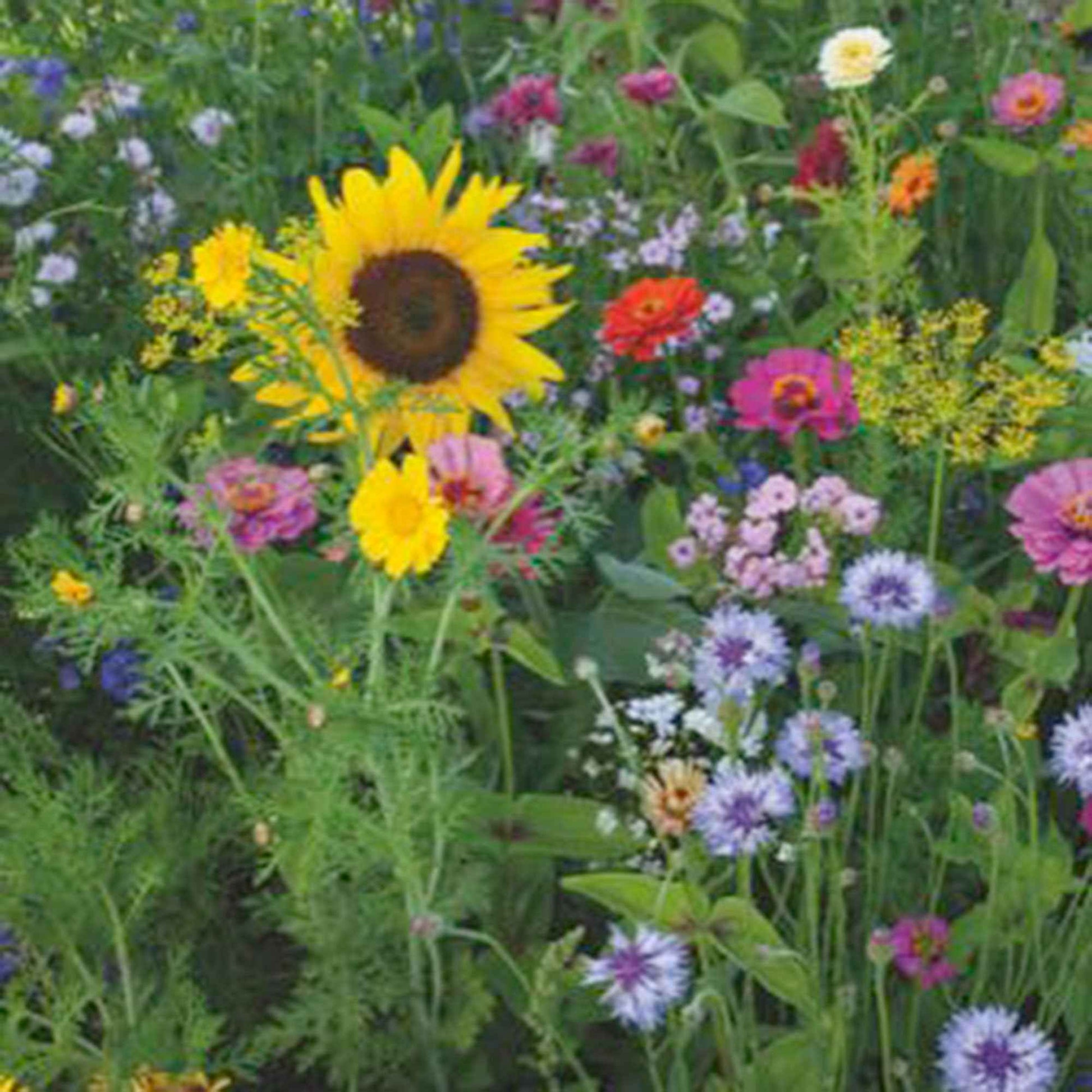 Sommerblumen - Mischung 1 m² - Blumensamen - Pflanzeneigenschaften