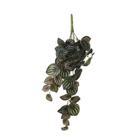 Künstliche Pflanze Peperomia grün-weiβ - Grüne Kunstpflanzen