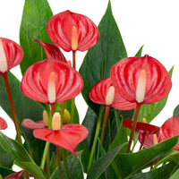 Flamingopflanze Anthurium 'Million Flowers' Rot - Blühende Zimmerpflanzen