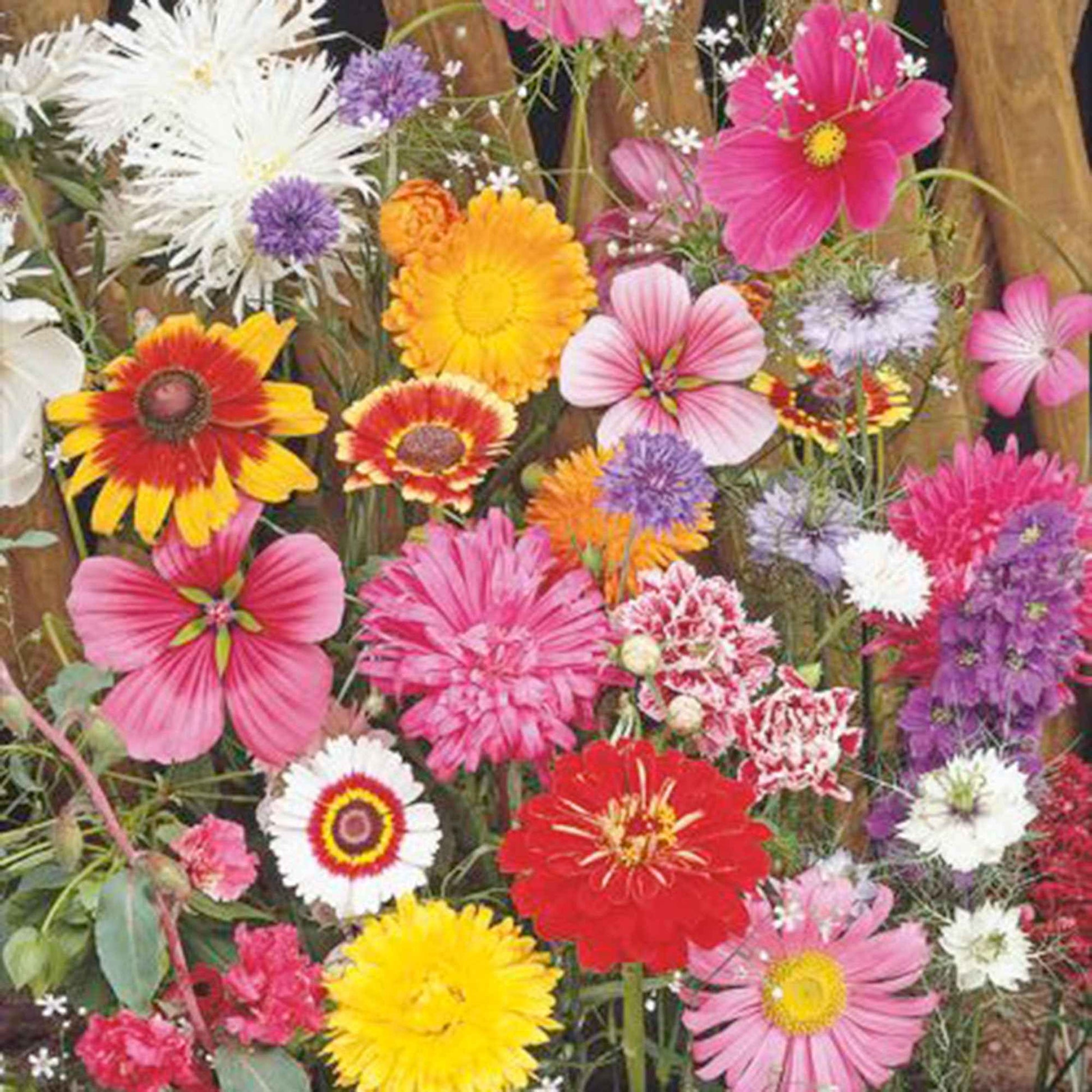Schnittblumen - Mischung 1 m² - Blumensamen - Blumenmischungen