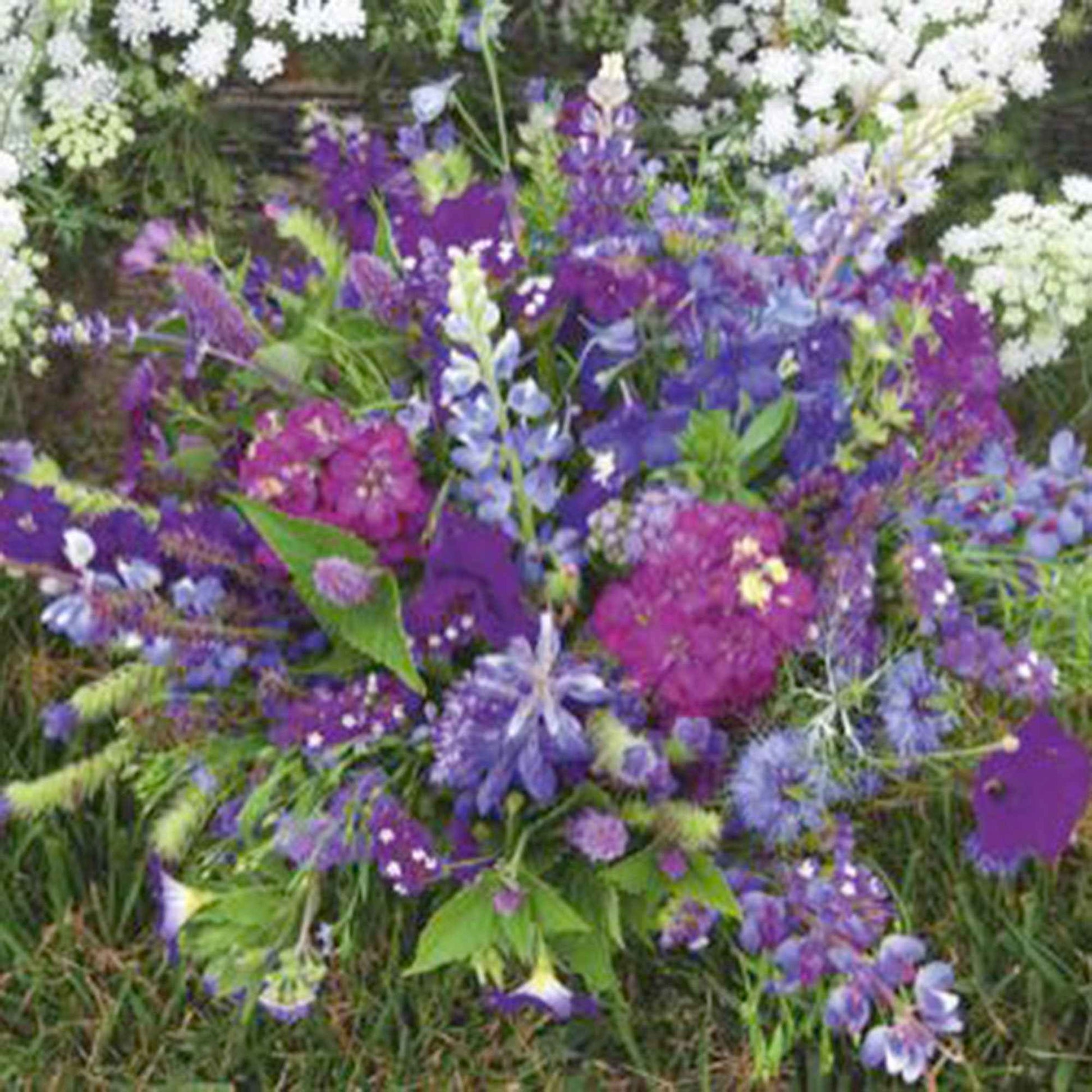 Sommerblumen - Mischung blau 1 m² - Blumensamen - Gartenpflanzen