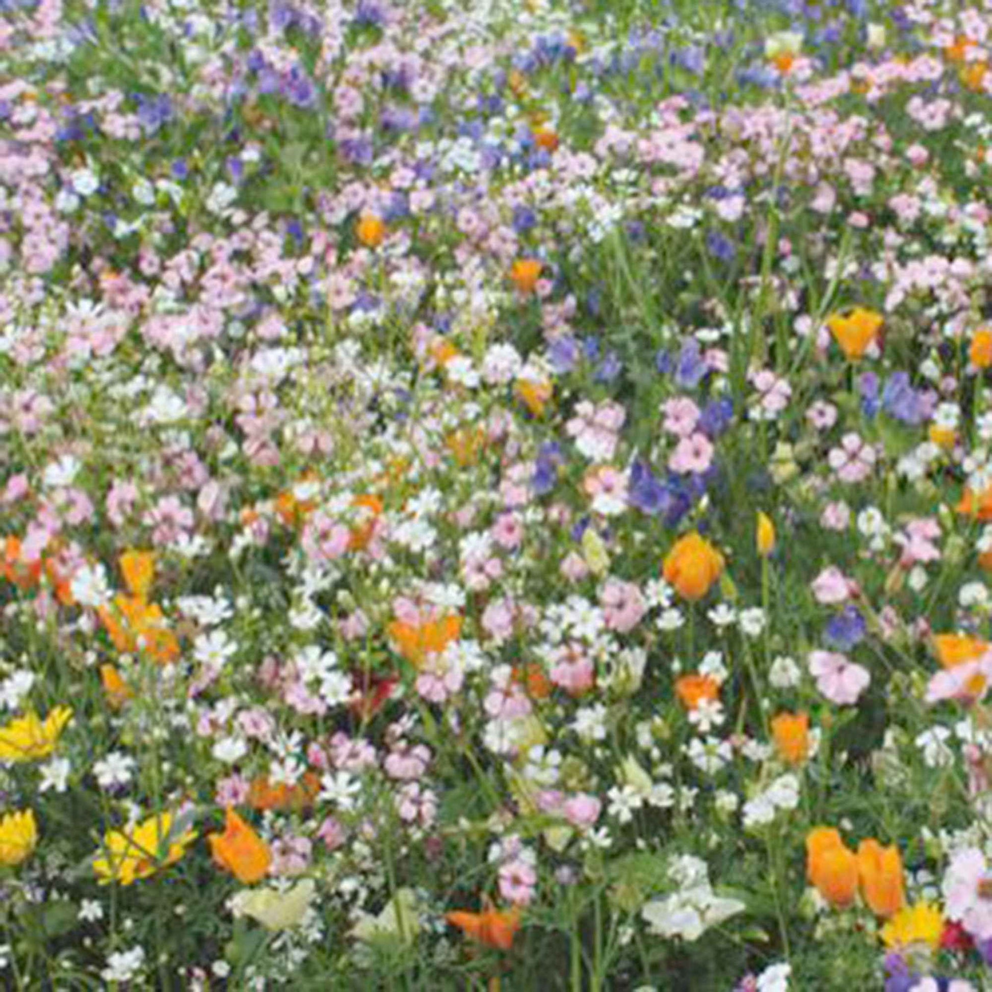 Bienenanziehende Blumen - Mischung 15 m² - Blumensamen - Gartenpflanzen