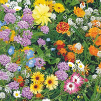 Bienenanziehende Blumen - Mischung 15 m² - Blumensamen - Saatgut