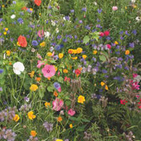 Schmetterlinganziehende Blumen - Mischung 3 m² - Blumensamen - Gartenpflanzen