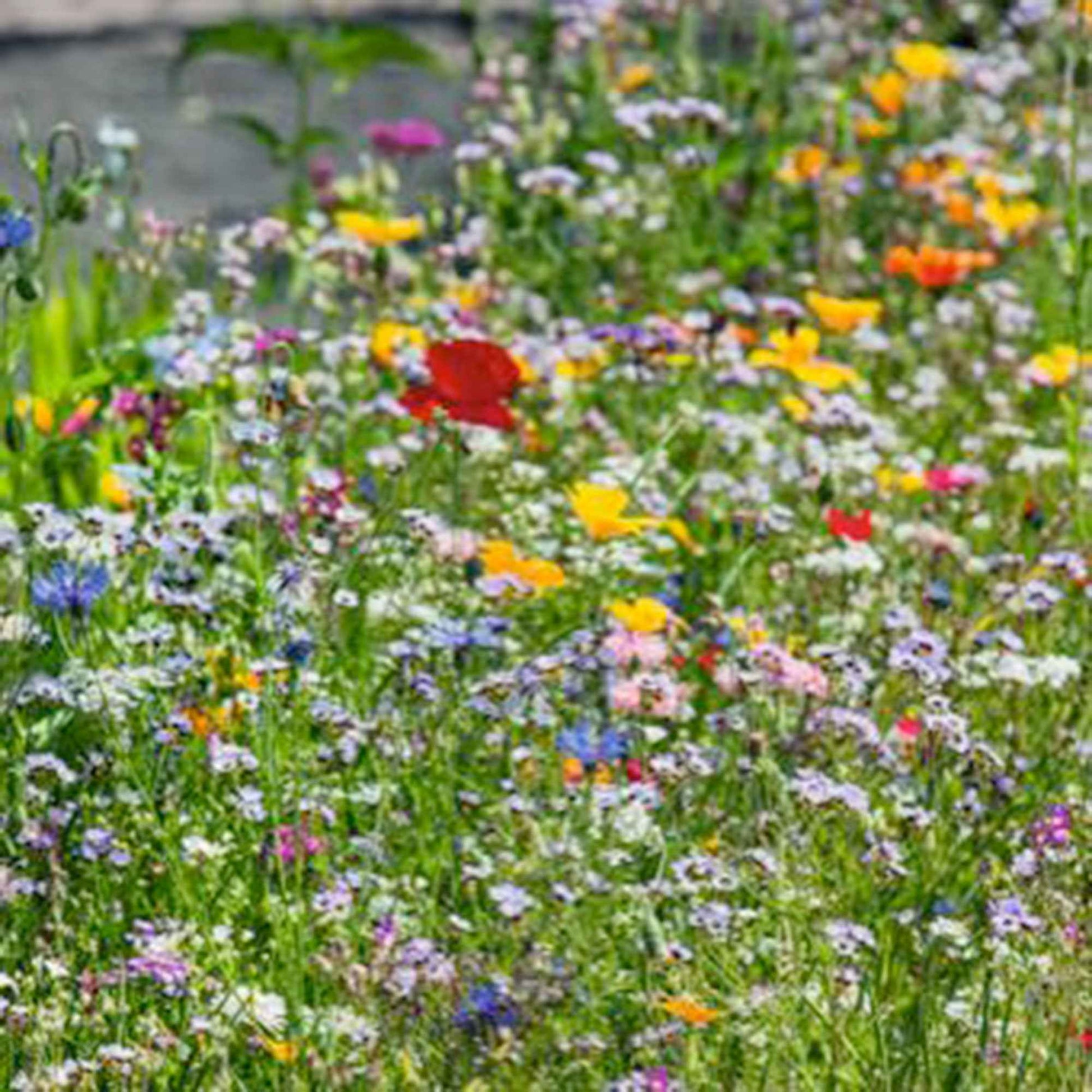 Blumen für Grasränder - Mischung 2 m² - Blumensamen - Pflanzeneigenschaften