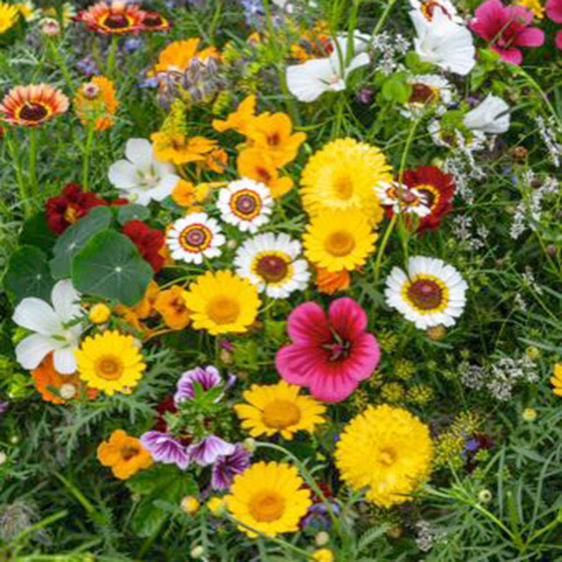 Essbare Blumen - Mischung 2 m² - Blumensamen - Bio-Gartenpflanzen