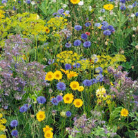 Bienenanziehende Blumen Mix - Biologisch 2 m² - Blumensamen - Gartenpflanzen