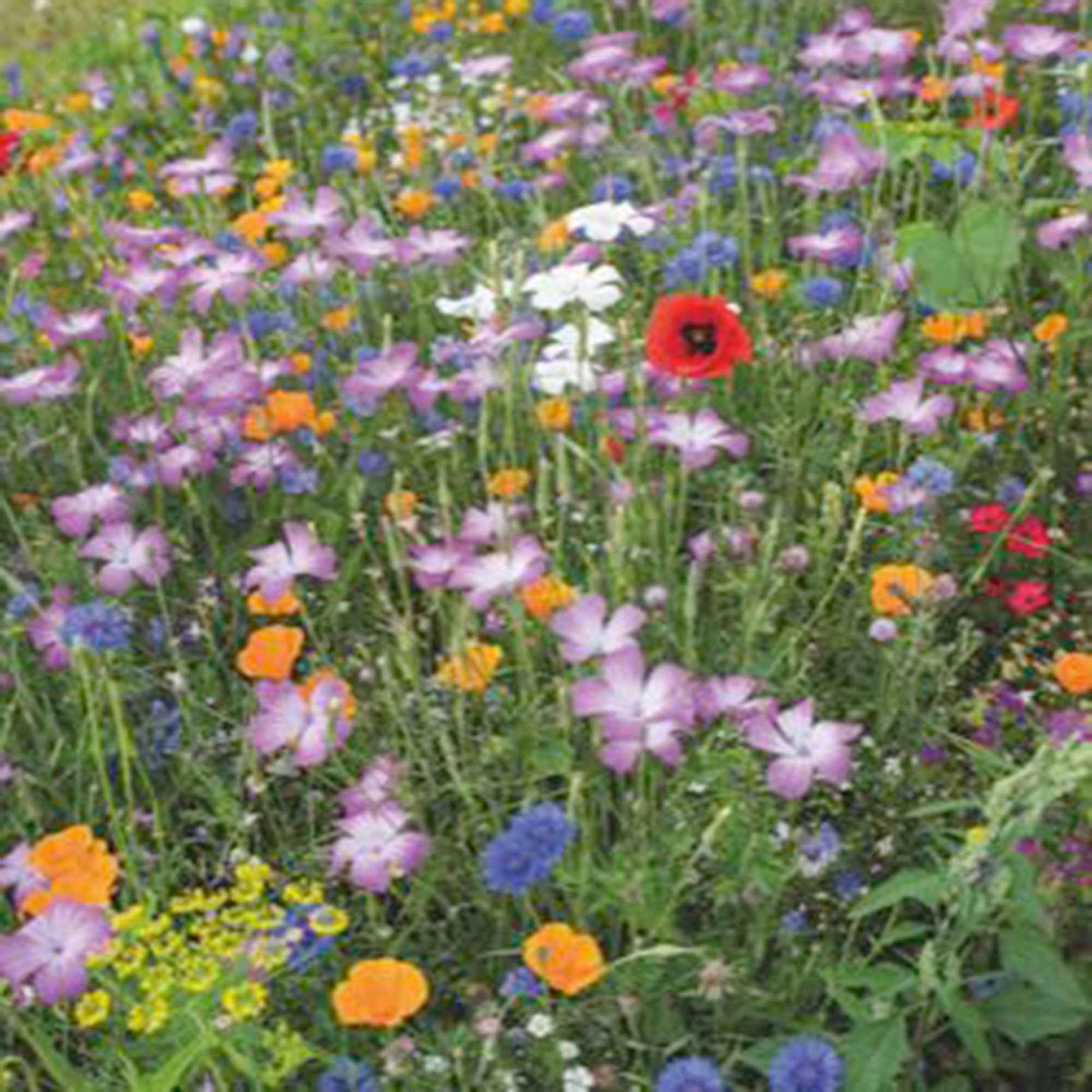 Wildblumen Mix - Biologisch 2 m² - Blumensamen - Gartenpflanzen