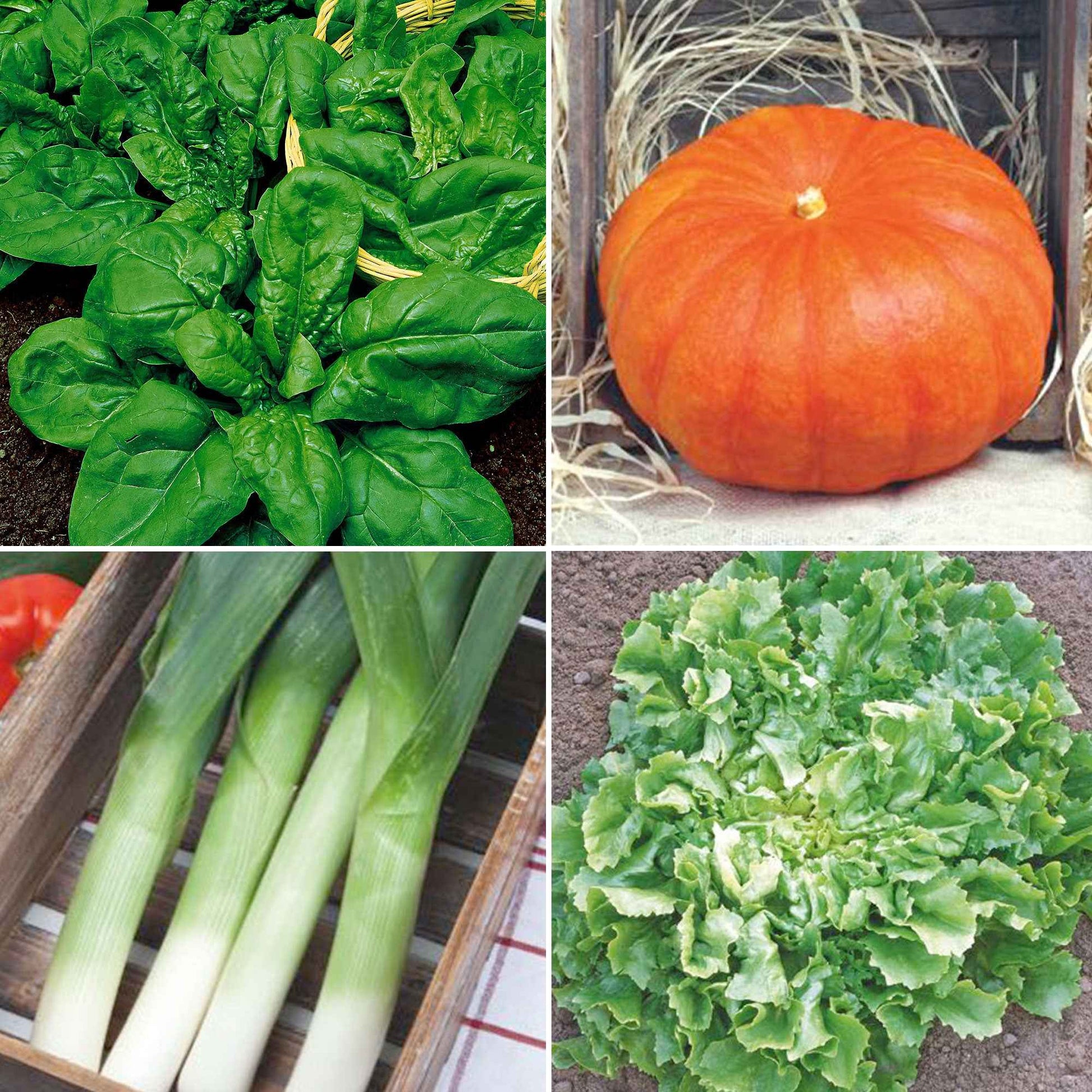 Herbstgemüsepaket 'Herrlicher Herbst' - Biologisch - Gemüsesamen - Bio-Gemüse