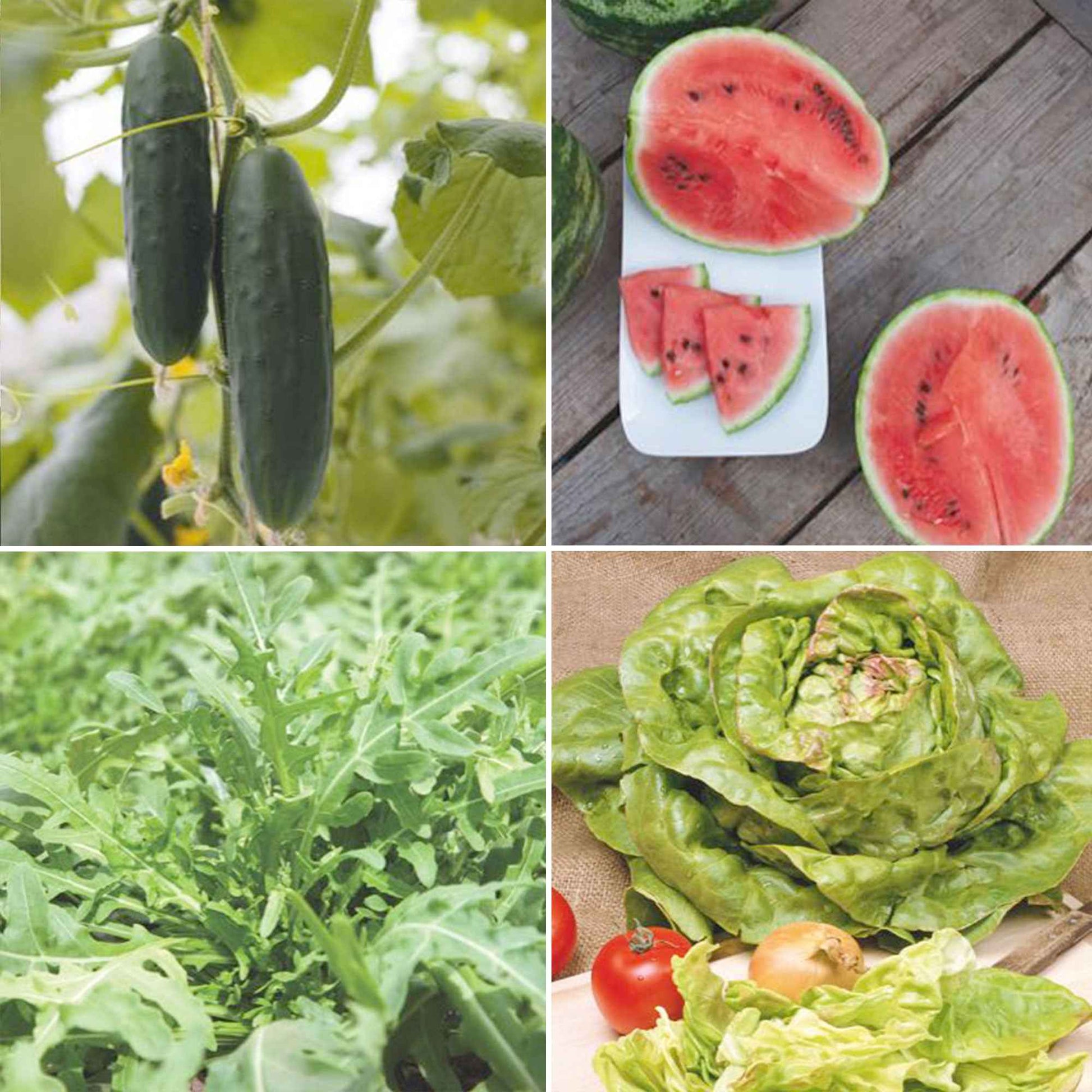 Sommerpaket 'Sonniger Sommer' - Biologisch Gemüsesamen, Kräutersamen, Obstsamen - Bio-Gartenpflanzen