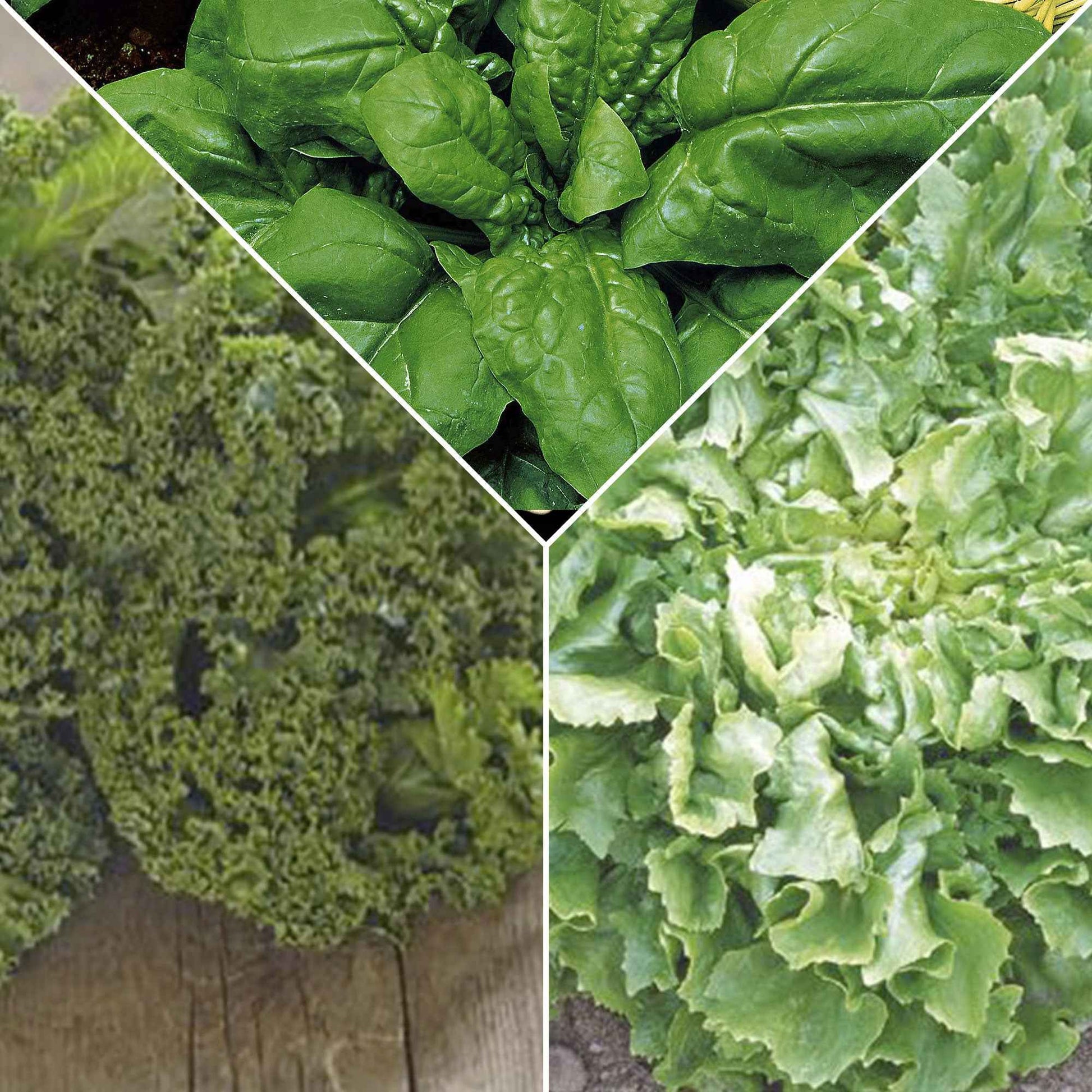 Grünes Smoothie-Paket 'Glühend Grün' - Biologisch - Gemüsesamen - Anzuchtsets