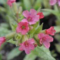 Lungenkraut Pulmonaria 'Bubblegum' Rosa - Bio - Winterhart - Gartenpflanzen