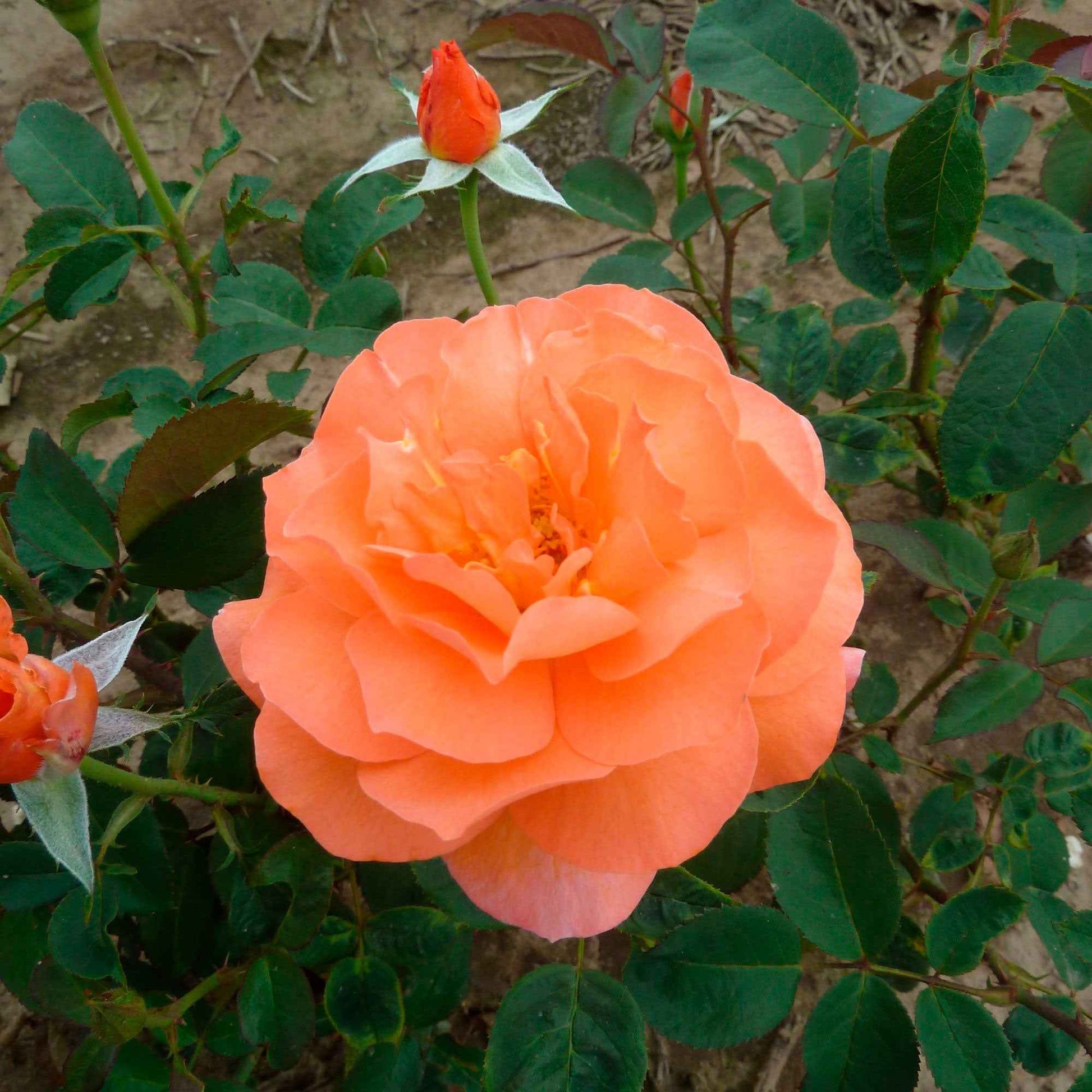Großblütige Rose Rosa 'Tea Time'®  Orange - Winterhart - Gartenpflanzen