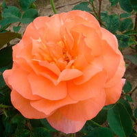 Großblütige Rose Rosa 'Tea Time'®  Orange - Winterhart - Pflanzeneigenschaften