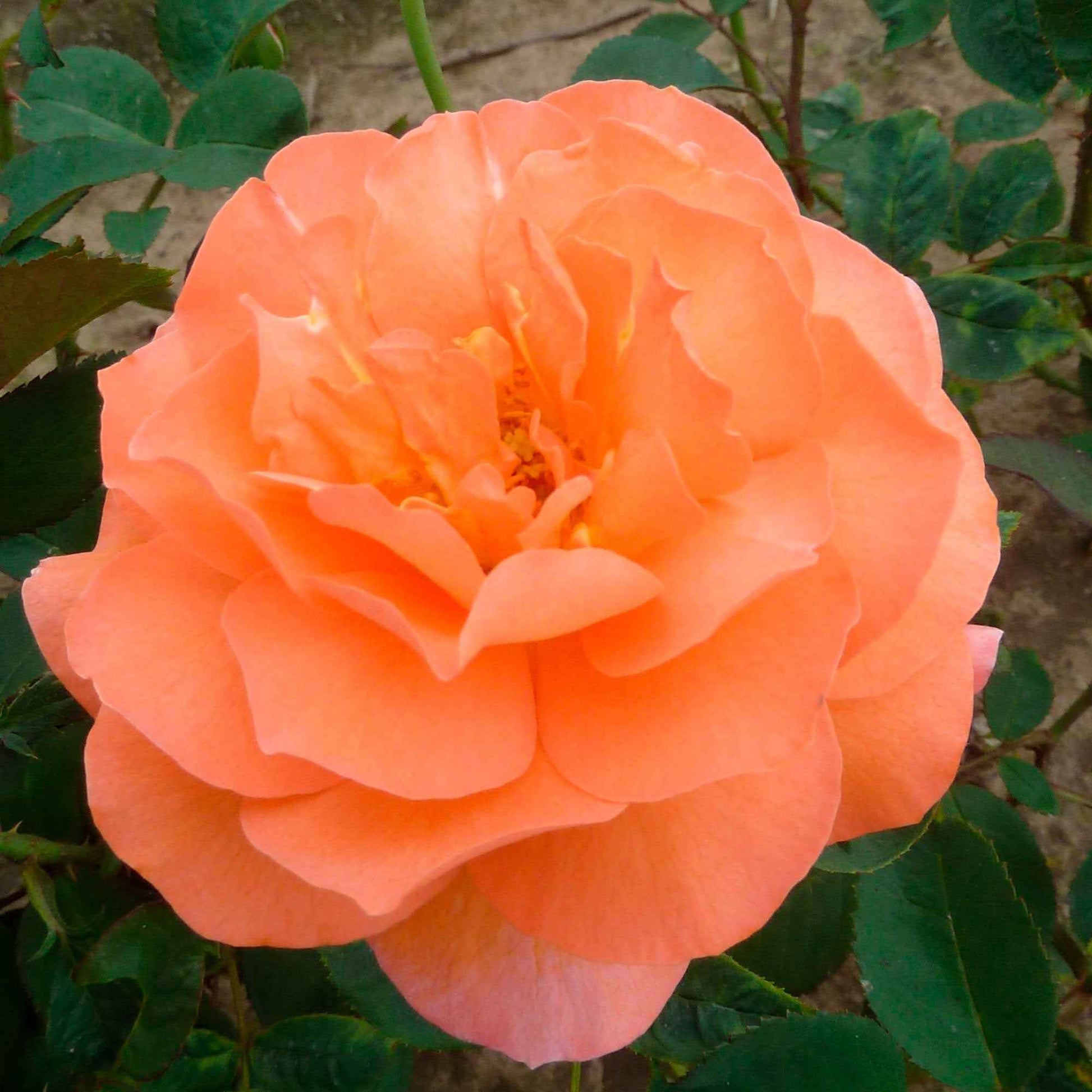 Großblütige Rose Rosa 'Tea Time'®  Orange - Winterhart - Pflanzeneigenschaften