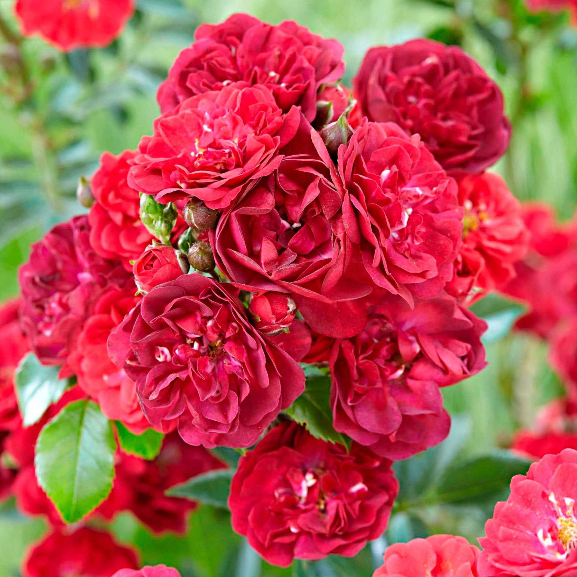 Rose Rosa 'Fairy Dance'® Rot - Winterhart - Gartenpflanzen