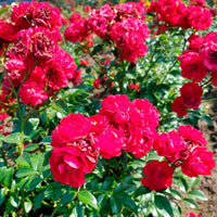 Rose Rosa 'Fairy Dance'® Rot - Winterhart - Bodendeckende Rosen