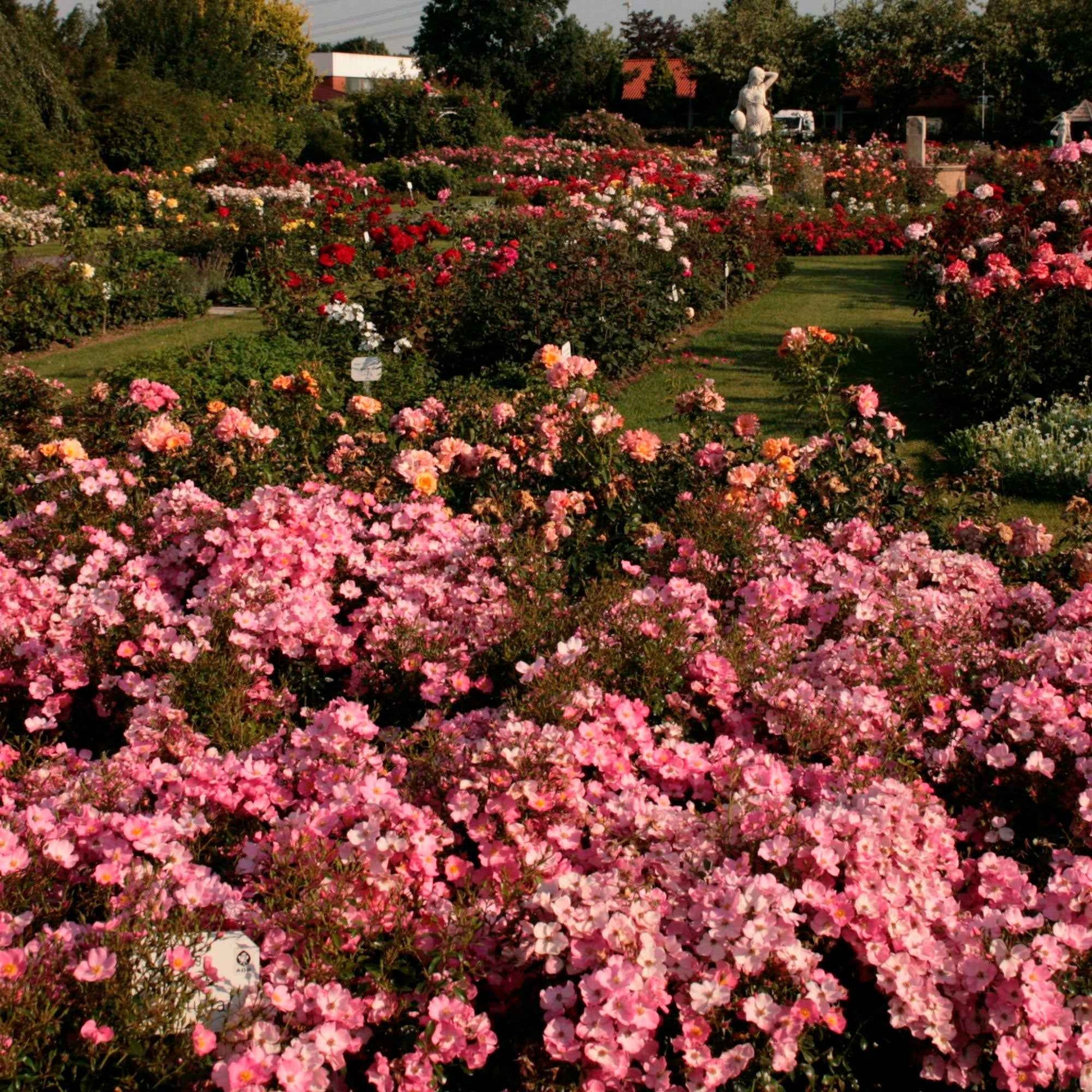 Rose Rosa 'Fortuna'®  - Winterhart Rosa - Gartenpflanzen