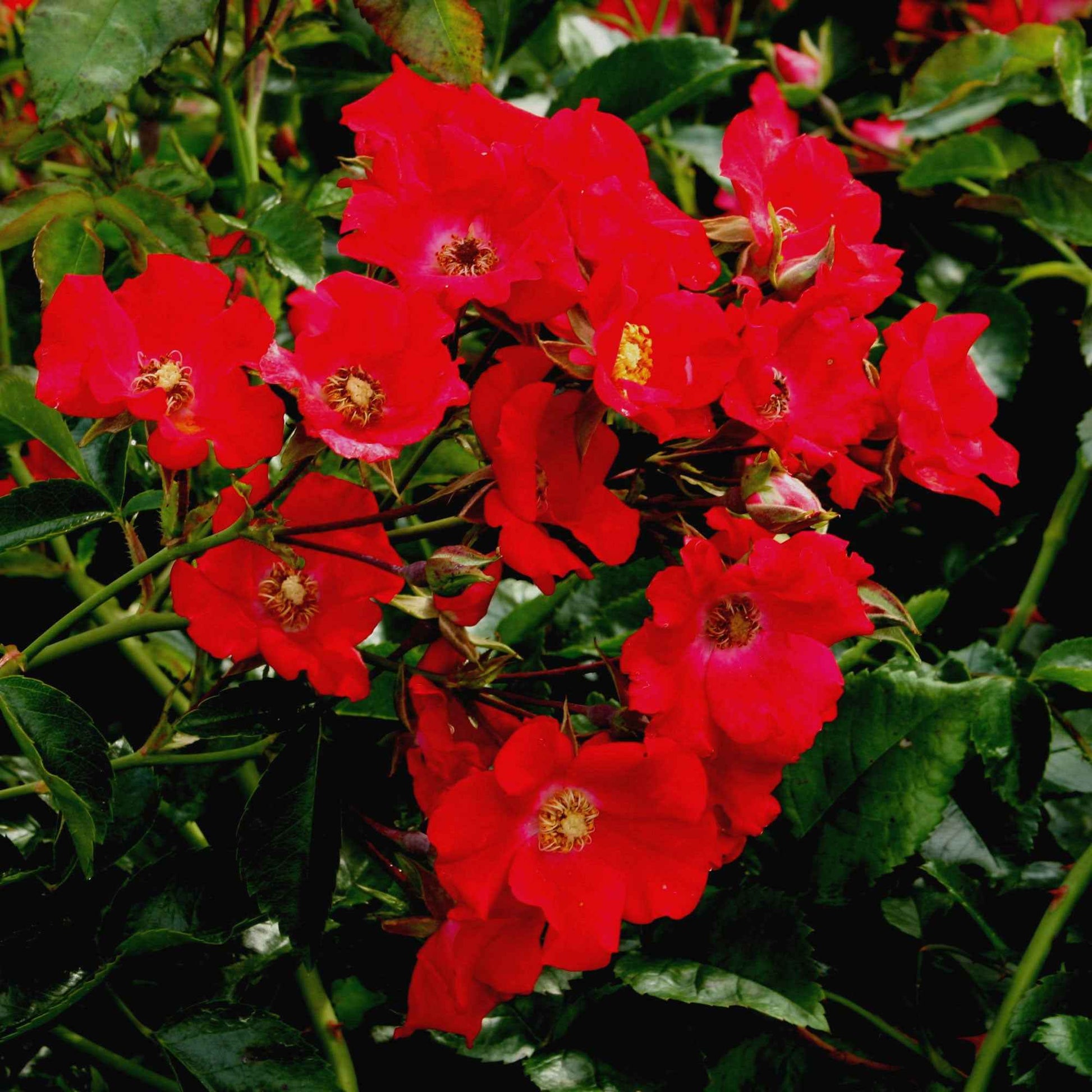 Rose Rosa 'Weg der Sinne'® Rot - Winterhart - Bodendeckende Rosen